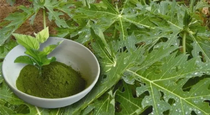 El te de hojas de papaya (lechosa) para combatir el cáncer y darle fin a la úlceras estomacales