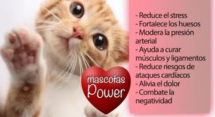 ¿Sabías que tener un gato es lo mejor que te puede pasar, por lo beneficios que tiene para la salud?