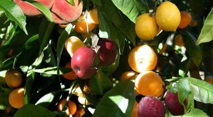 Crean un árbol que da 40 tipos de frutas; el autor quiere que sea sembrado en todo el planeta