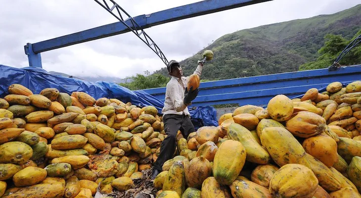 235 personas en EE.UU. enferman de salmonela por papayas mexicanas