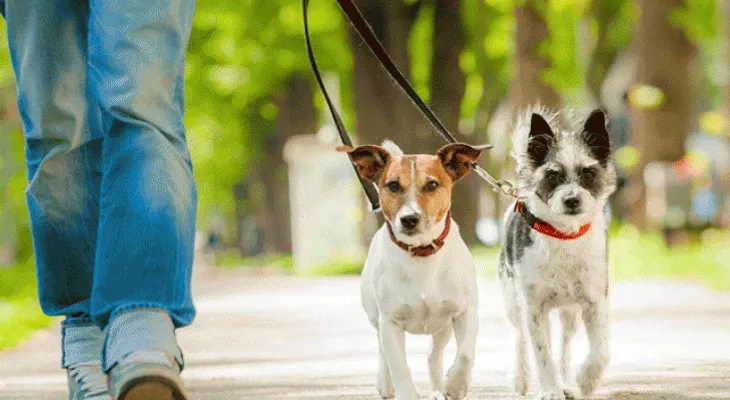 Enseña estos hábitos de higiene a tu perro