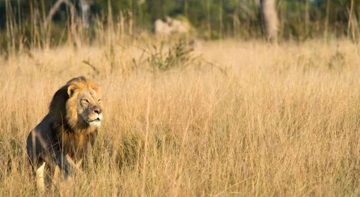 Asesinaron a Xanda, el hijo de Cecil, el león cazado por un dentista