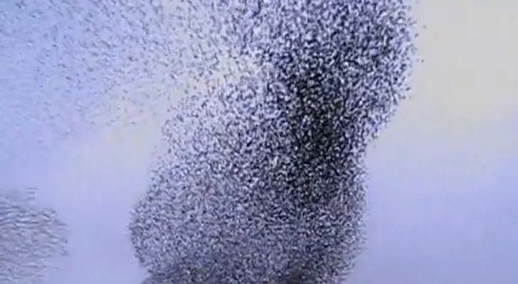Fenomenal: El impresionante espectáculo de aves en el cielo