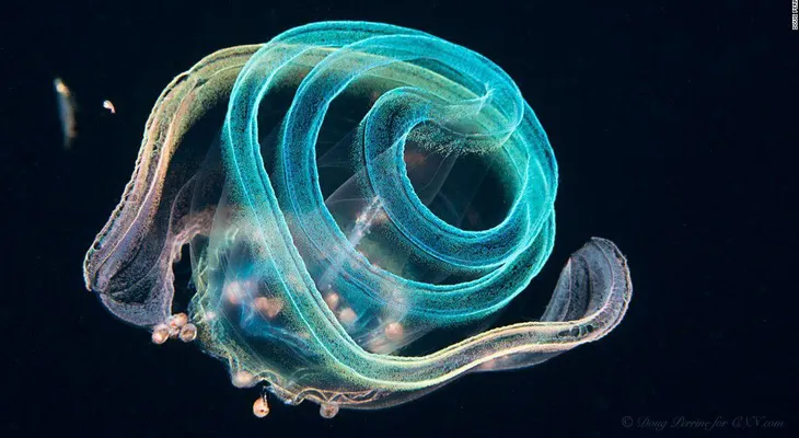 Viaje a las estrellas; submarino: ¿qué son estos misteriosos aliens oceánicos?