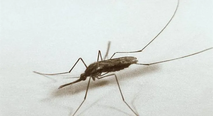  Científicos descubren cómo bloquear infección de malaria en mosquitos 