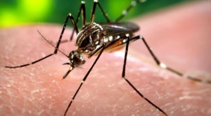 Este domingo realizan nueva jornada del plan contra el Zika, Dengue y Chikungunya