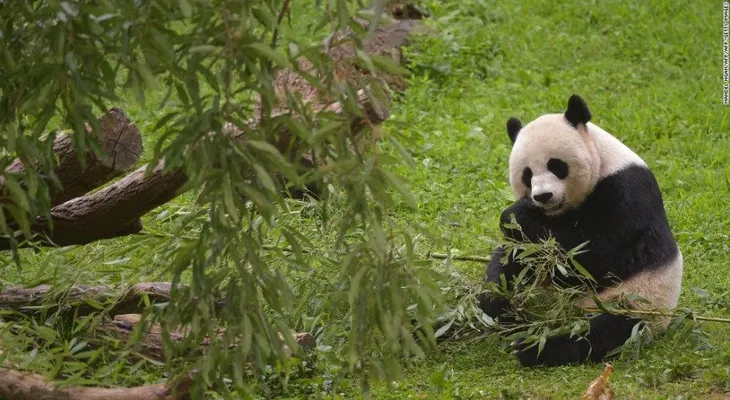 'Patas cruzadas' para que nazca una saludable cría de panda