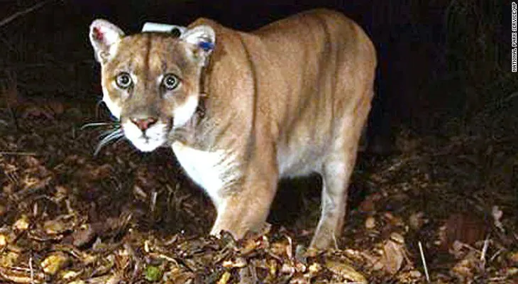 León de montaña poco común de Los Ángeles entró a un zoológico y devoró a un koala