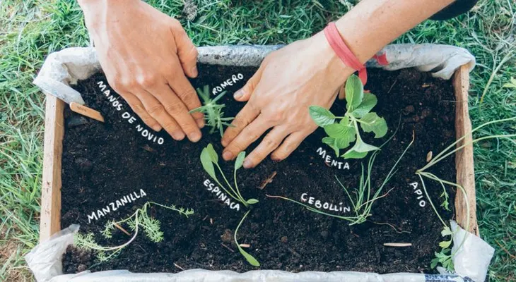 Cultivando en un patio pequeño para tener siempre alimento