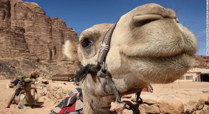 El postre del desierto: granjeros en Emiratos Árabes fabrican productos con leche de camello