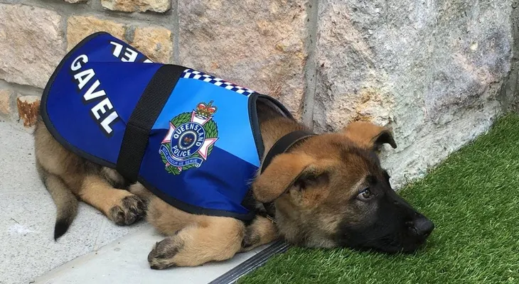 El cachorro que fue "expulsado" de la policía por ser demasiado dócil y ahora triunfa en otro puesto