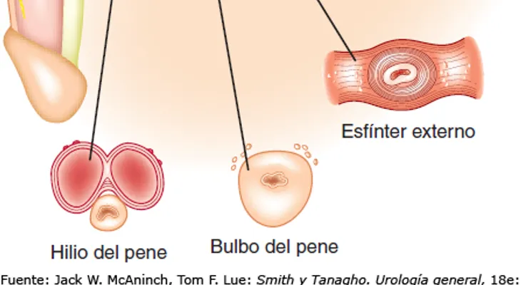 Disfunción sexual masculina  