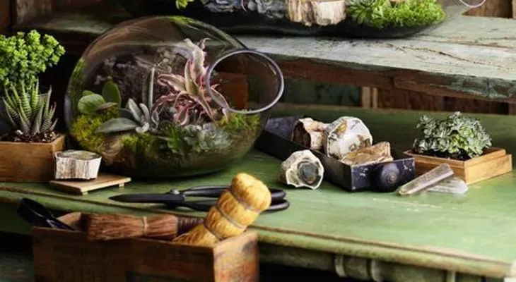 Terrarios para decorar el hogar guía paso a paso