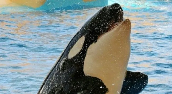 Muere ballena piloto de espectáculo de SeaWorld en San Diego