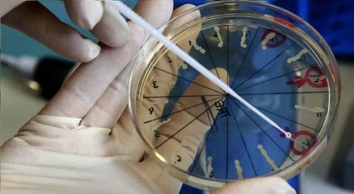 Vitalidad extraordinaria: revelan el secreto de los animales capaces de vivir en el espacio