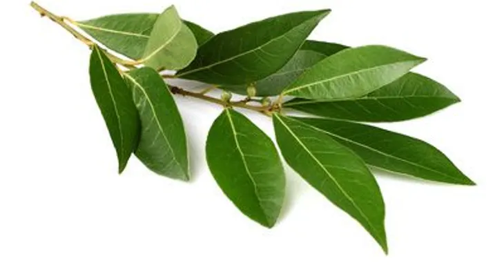 Esta poderosa planta te libera de la tensión y el estrés 