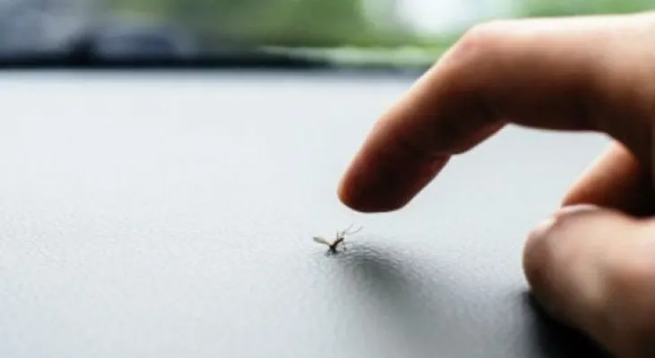 5 estrategias efectivas para combatir los mosquitos