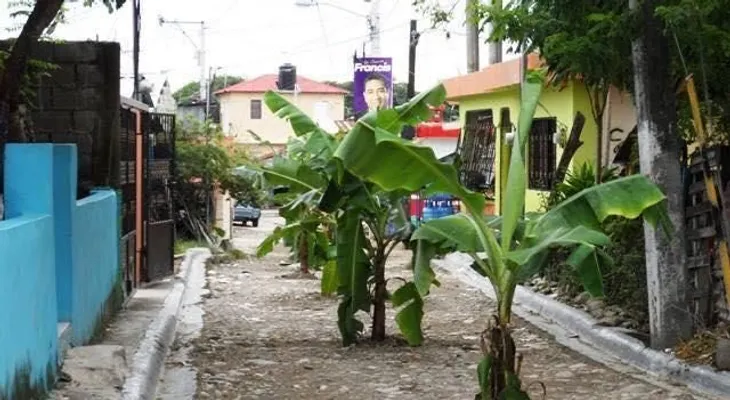 Como no les arregan las calles, decidieron sembrar un platanal