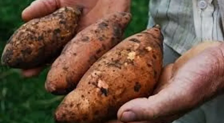 La batata tiene propiedades que retarda el envejecimiento, previene enfermedades del hígado y el cáncer