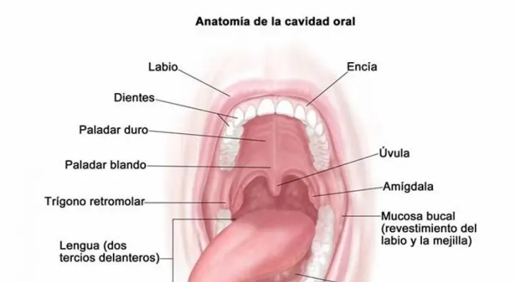 Expertos buscan respuestas al aumento de las tasas de cáncer bucal relacionado con el VPH