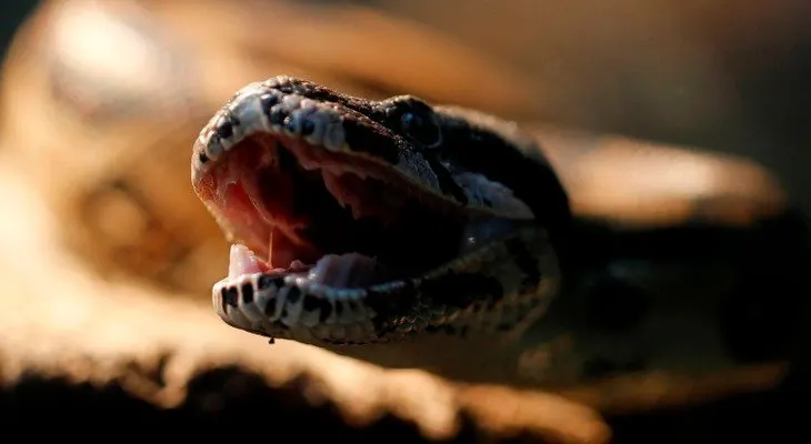 El pez drácula y la serpiente-joya: descubra las nuevas especies descubiertas en el Himalaya