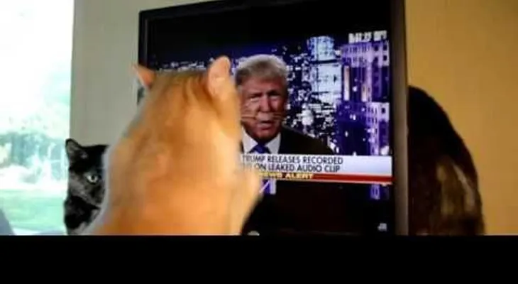 Un gato se pone muy  "furioso" al ver a Donald Trump en TV 
