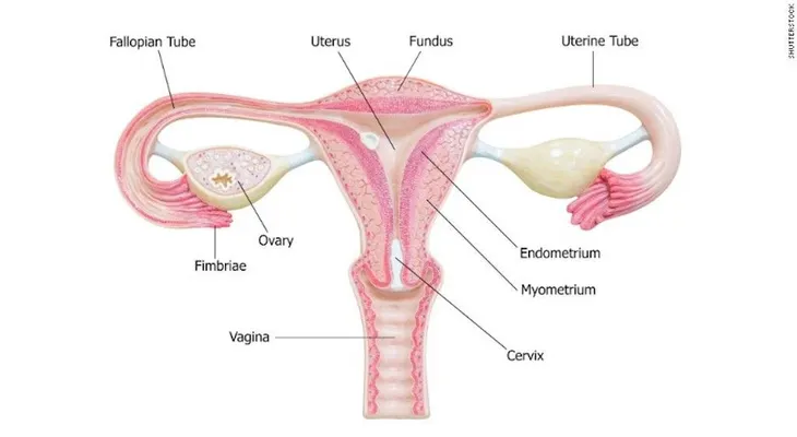 Trompas de Falopio podrían tener un papel crucial en la lucha contra el cáncer de ovario