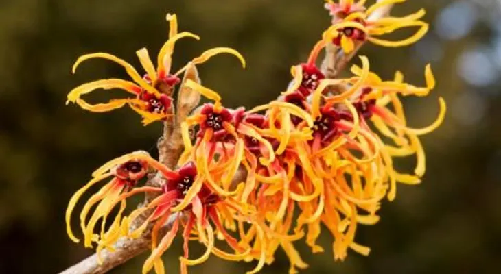 El hamamelis o avellano de bruja favorece la circulación, trata varices y hemorroides 