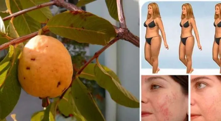 Las hojas de guayaba son SORPRENDENTES: nunca te lo dirán 