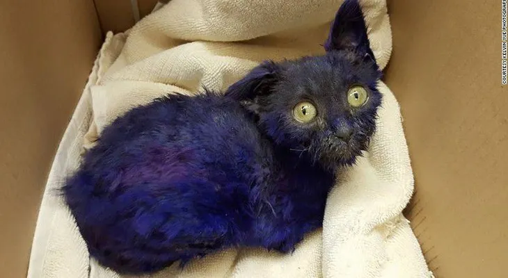 Rescatan a gatito teñido de púrpura que fue usado como carnada para entrenar perros de pelea