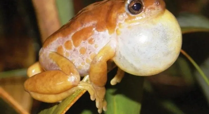 Hallan en Ecuador la especie más grande de rana terrestre de los Andes