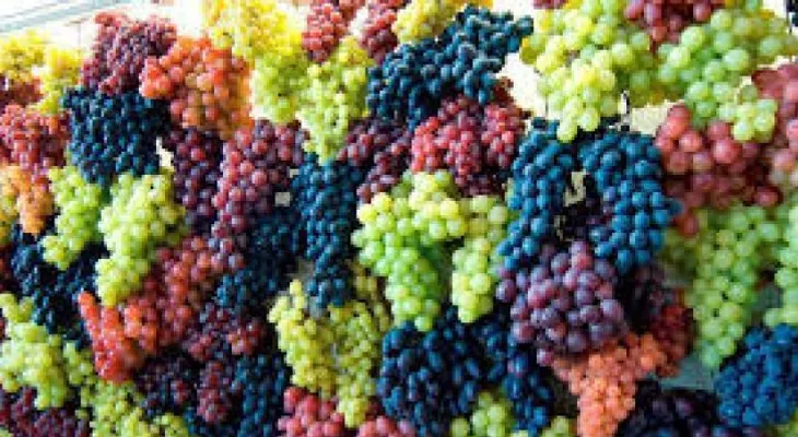 12 uvas al día, negras o verdes: descubren nuevos beneficios para la salud