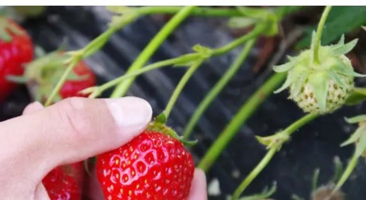 Fresas sin desinfectar pueden provocar cinco enfermedades