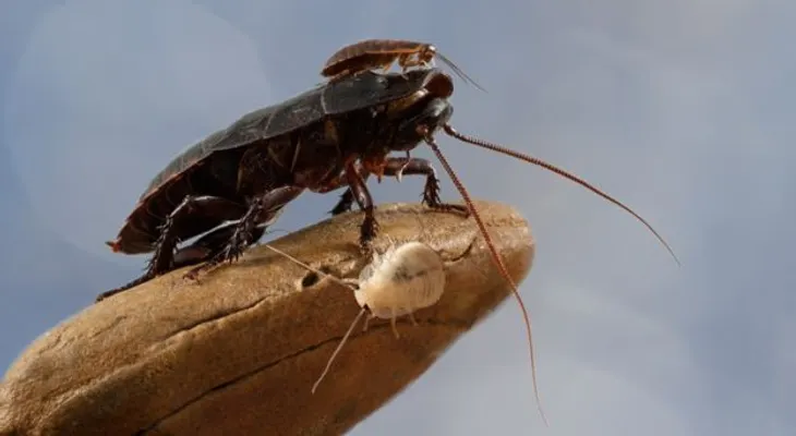 4 cosas que no sabías de la cucaracha: No son solo asquerosas y carroneras...