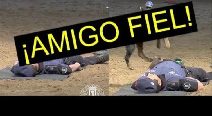 Un perro "salva" agente PN al hacerle reanimación cardiopulmonar