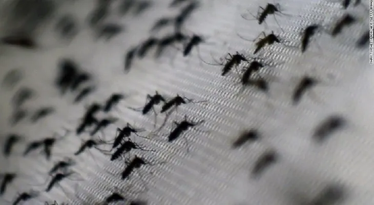 ¿Cómo detener la propagación del virus del Zika?