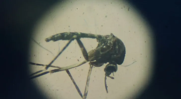 Más de 100 casos de pacientes infectados con el virus del Zika en Puerto Rico