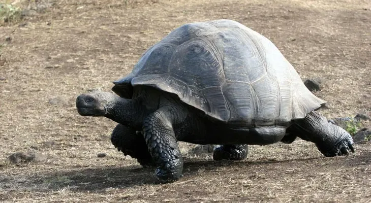 Descubren nueva especie de tortuga gigante en Galápagos