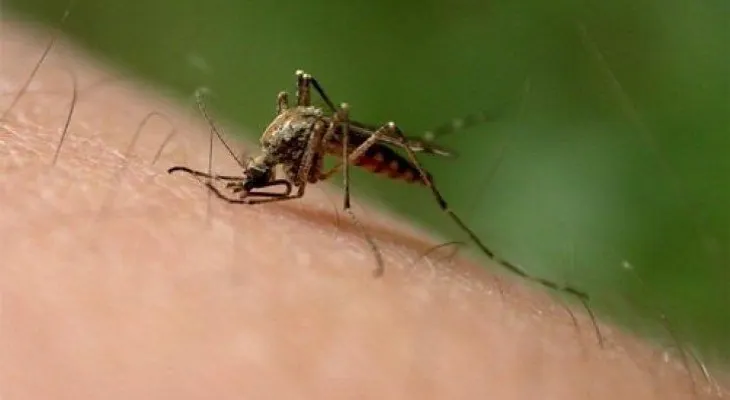 7 formas de prevenir las infecciones de picaduras de insectos