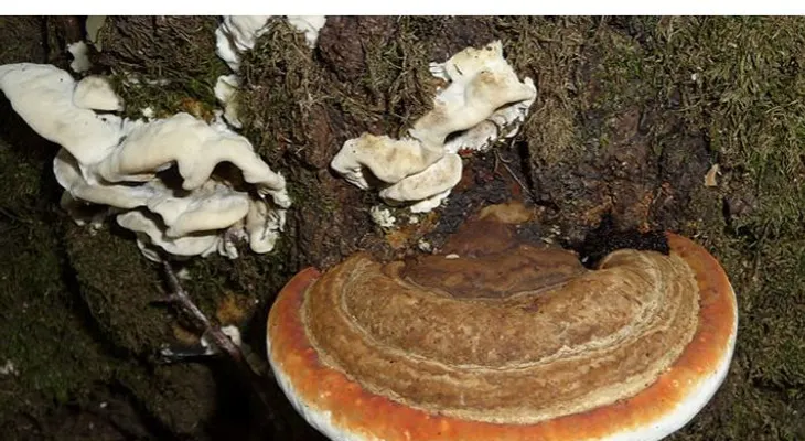 El cáncer puede ser curado con ayuda de estos hongos 