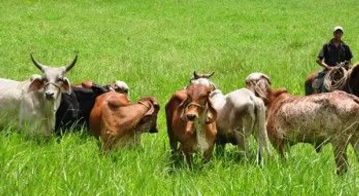 Ganaderos del Cibao donarán 30 mil litros de leche por falta de compradores