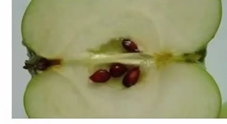 La semilla de manzana mata todas las células cancerosas (VIDEO)