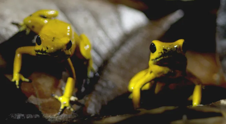 Colombia, seducida por la ?magia salvaje' de su biodiversidad