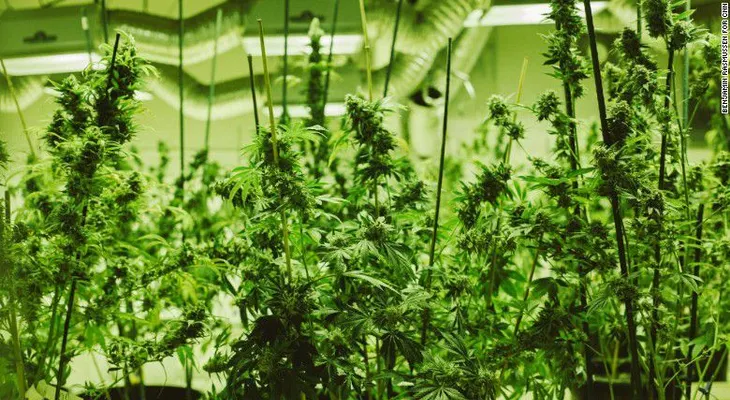 Legalización de marihuana: se disparan visitas a urgencias de turistas en Colorado