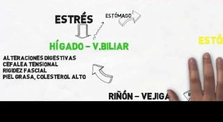 Cada órgano se desequilibra por una alimentación inadecuada