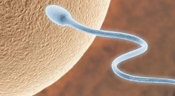 6 cosas asombrosas sobre el PENE que quizás no sabías