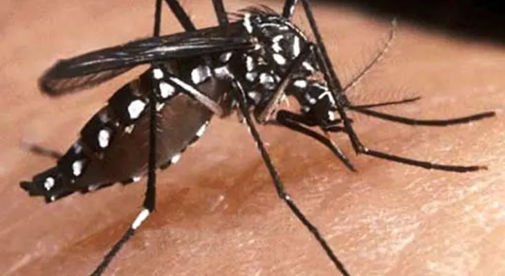 La infección por Zika puede aumentar el riesgo de sufrir un dengue más grave