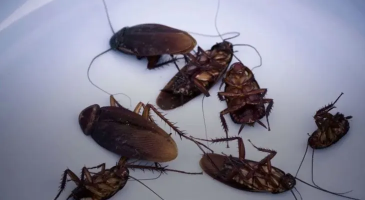  La leche de cucaracha, el nuevo superalimento que se une a la quinoa y la chía