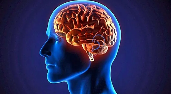 Un nuevo estudio demuestra que el cerebro es el órgano que da identidad a nuestra especie 