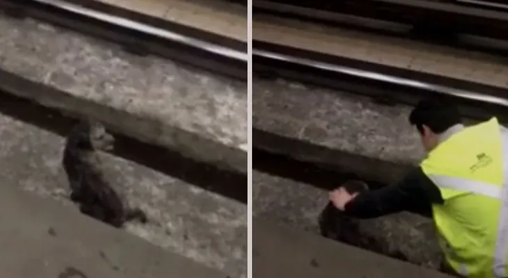 Detienen un tren del metro de Chile para salvar a un perrito